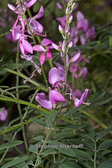 indigofera australis 4 graphic